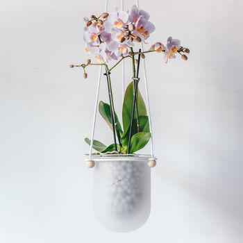 Orla, Hanging Glass Planter, Ideal For Orchids, 3 of 12