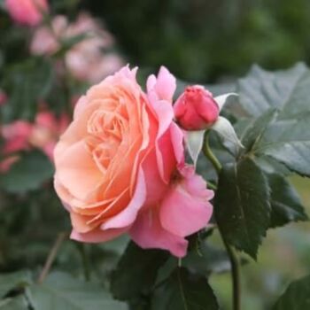 Floribunda Rose Plant 'Fragrant Delight', 6 of 6
