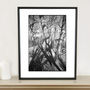 Shadowed Tree Ii, Suffolk Photographic Art Print, thumbnail 1 of 4
