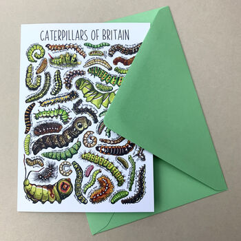 Caterpillars Of Britain Blank Greeting Card, 2 of 4