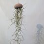 Jellyfish Airplant Spanish Moss Gift For Plant Lover, thumbnail 3 of 8