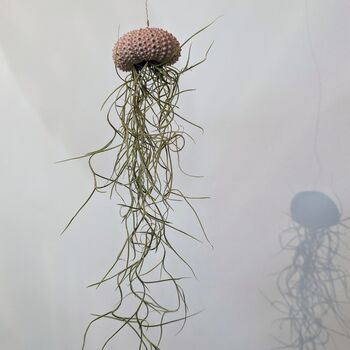 Jellyfish Airplant Spanish Moss Gift For Plant Lover, 3 of 8