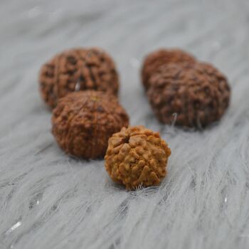 Seven Faced Nepali Rudraksha Beads Jewelry, 4 of 6