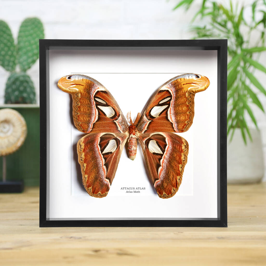 Atlas Moth Butterfly Entomology Taxidermy Box Frame By Curated Studio