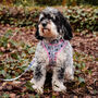 Flower And Bee Design Dog Harness, thumbnail 8 of 11