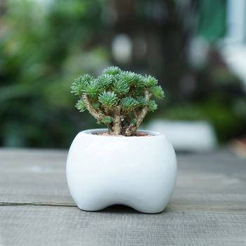 Ceramic Tooth Shaped Planter, 4 of 8