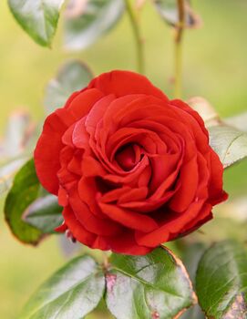Climbing Rose 'Paul's Scarlet' Bare Rooted Plant, 2 of 5