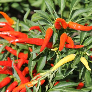 Ornamental Chilli Pepper Plants Three X 9cm Pots, 2 of 5