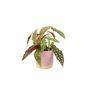 Polka Dot Begonia – Begonia Maculata 12cm Pot, thumbnail 2 of 9