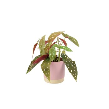 Polka Dot Begonia – Begonia Maculata 12cm Pot, 2 of 9