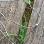 Silver Necklace For Women Bead Choker, thumbnail 4 of 6