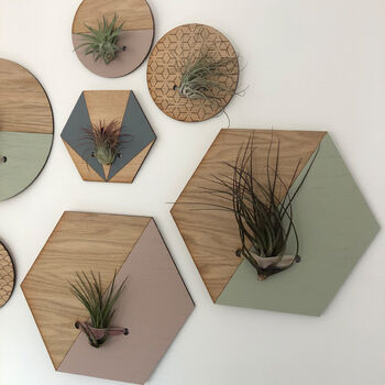 Indoor Wall Hanging Planter, Air Plants Display, 10 of 11