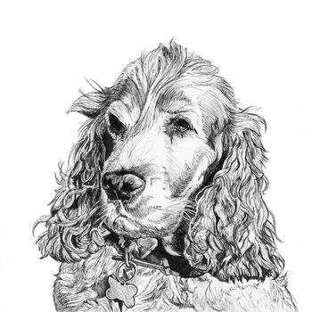 Hand Drawn Pet Portrait, 9 of 11