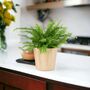 Boston Fern Nephrolepis In 12cm Ceramic Pot, thumbnail 6 of 9