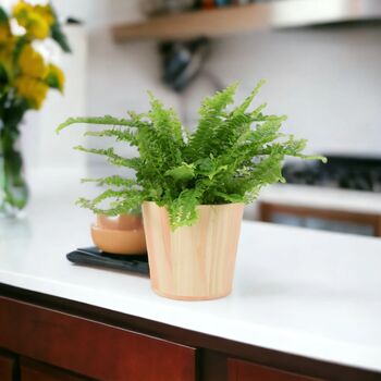 Boston Fern Nephrolepis In 12cm Ceramic Pot, 6 of 9