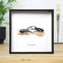 Giraffe Stag Beetle Collection Insect Bug Entomology Taxidermy Box Frame, thumbnail 1 of 5