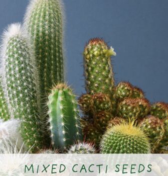 Percy Pricklebum. Grow Your Own Cacti Kit, Gardening Gift, 3 of 5