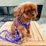 Ditsy Floral Padded Dog Collar, thumbnail 3 of 8