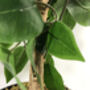 90cm Artificial Ficus Tree, thumbnail 3 of 4