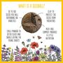 Wildflower Seed Balls For Bees Pack Of Three, thumbnail 8 of 10
