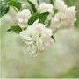 Philadelphus Manteau D'hermine 1x Plant One Litre Pot, thumbnail 3 of 5