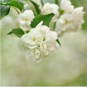 Philadelphus Manteau D'hermine 1x Plant One Litre Pot, 3 of 5