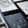 Original Pressed Flower Frame – A3 Echo Bloom Botanical Wall Art, thumbnail 6 of 7