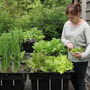 Self Watering Vegetable Plot For Courtyards And Patios, thumbnail 1 of 11