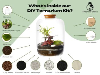 Diy Large Terrarium Kit | 'Los Angeles', 3 of 12