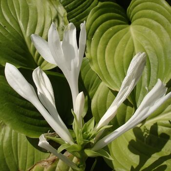 Hosta 'Royal Standard' One X Plant One Litre Pot, 4 of 6