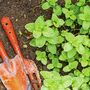 Herb Plants Garden Mint 12 X Plug Pack, thumbnail 5 of 7