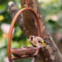Double Rusty Hanging Bird Feeder, thumbnail 4 of 5