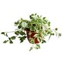 Houseplant Peperomia Scandens In 15cm Hanging Pot, thumbnail 1 of 5