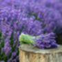 Lavender Plants 'Hidcote' In A One Litre Pot, thumbnail 10 of 10