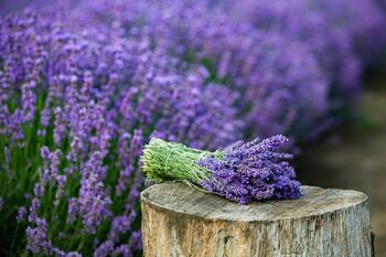 Lavender Plants 'Hidcote' In A One Litre Pot, 10 of 10