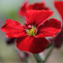 Flowering Plants Aubretia 'Red' 12 X Plant Pack, thumbnail 1 of 5