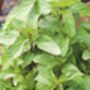 Grow Your Own Herb Tea Garden Gift, thumbnail 2 of 4