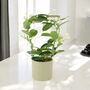 Stephanotis Jasmine Hoop In White Ceramic Pot – 40cm, thumbnail 8 of 9