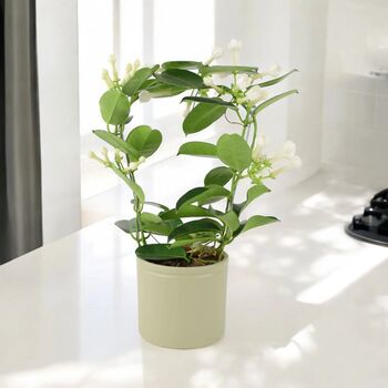 Stephanotis Jasmine Hoop In White Ceramic Pot – 40cm, 8 of 9