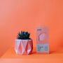 Origami Self Watering Eco Plant Pot: 11cm | Coral, thumbnail 3 of 7