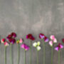 Summer Flowers Sweet Pea Three X Plants In 9cm Pots, thumbnail 4 of 6