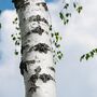 Silver Birch Tree Betula Pendulus 'Alba' 10 L Pot, thumbnail 3 of 3