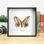 Automeris Moth Insect Bug Moth Butterfly Box Frame Entomology Taxidermy Interior Design Modern Home Decor Wall Hanging Gift Ornament, thumbnail 1 of 3