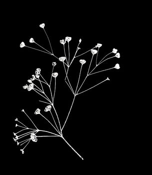 Collection Of Three Monochrome Dried Flower Art Prints, 6 of 9