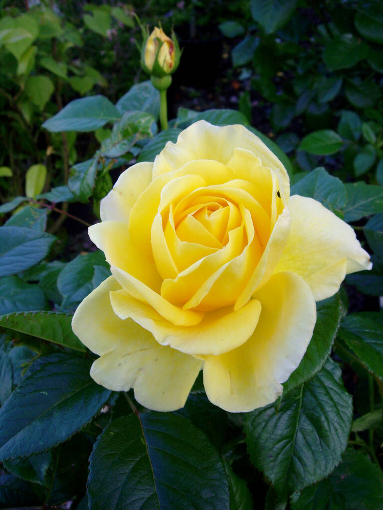 Rose Princess Alice, Personalised Gift Rose, 1 of 2