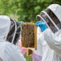 Rural Beekeeping And Craft Beer Experience 2022, thumbnail 6 of 8
