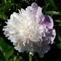 Peony Plants, 'Catharine Fontyn', thumbnail 1 of 3