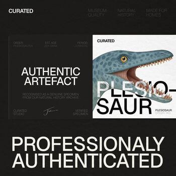 Plesiosaur Paddle Bone Box Frame Real Authentic Jurassic Dinosaur Fossil Museum Quality Natural History Interior Design Home Decor Display Gift Ornament, 3 of 5