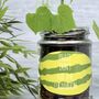 Personalised 'Don't Kill Me' Mini Melons Jar Grow Kit, thumbnail 1 of 7