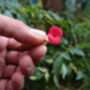 Poppy Bracelet | Sterling Silver Oval Links Bracelet With Real Flowers, thumbnail 5 of 8